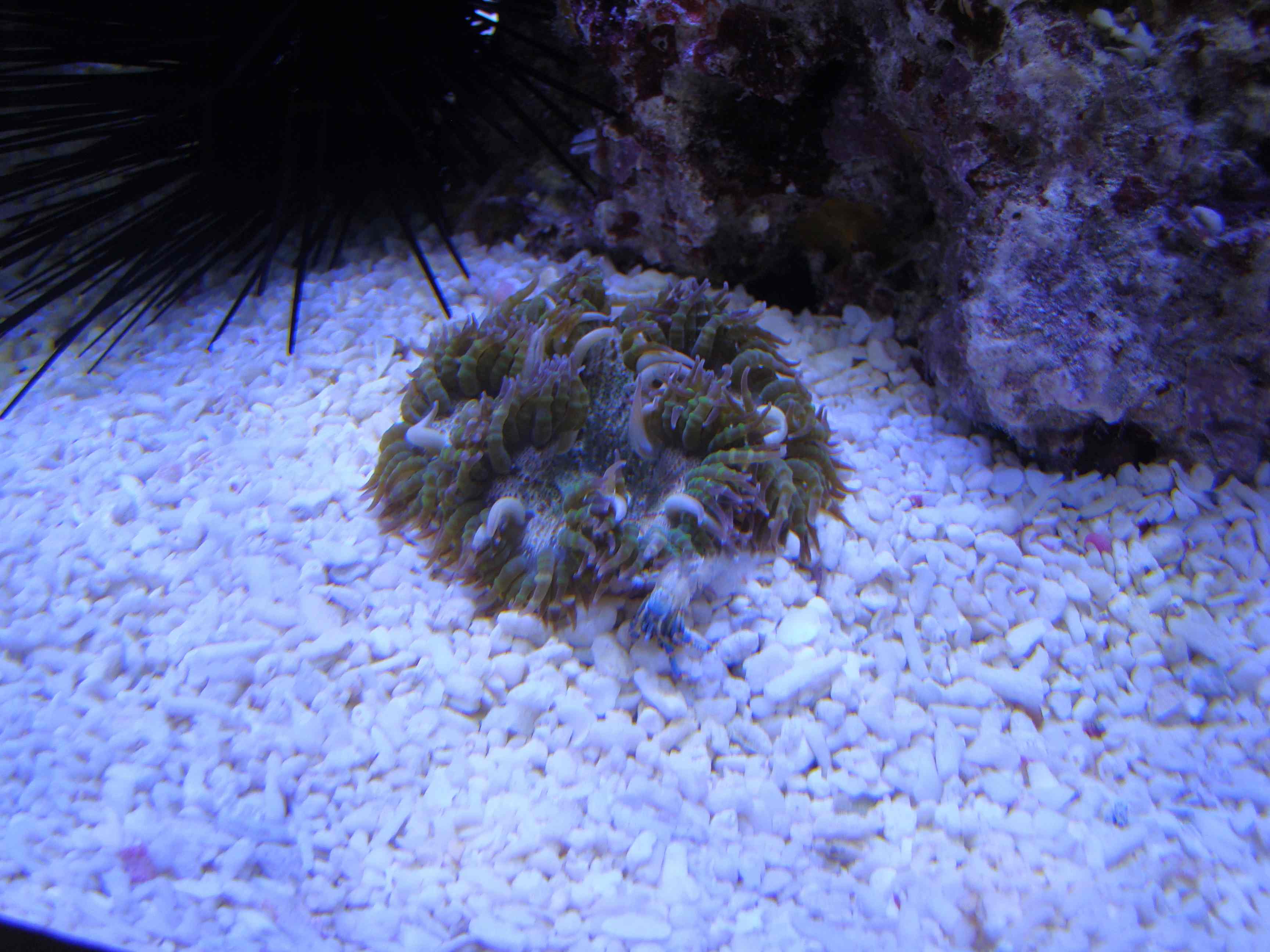  Phymanthus crucifer (Rock Flower Anemone, Beaded Anemone)